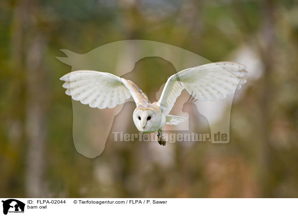 barn owl / FLPA-02044