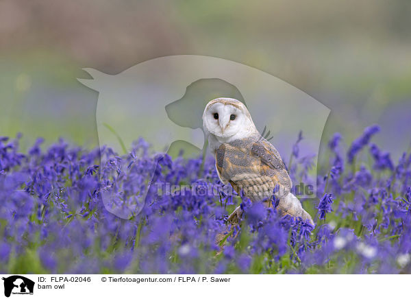 barn owl / FLPA-02046