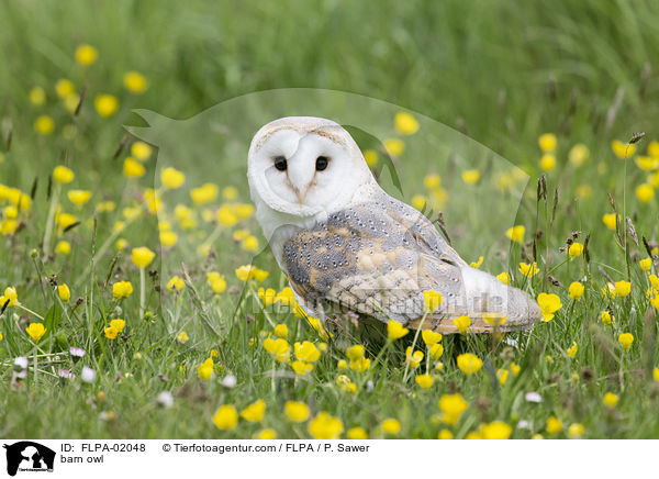 barn owl / FLPA-02048
