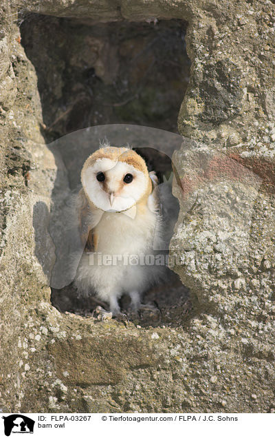 Schleiereule / barn owl / FLPA-03267