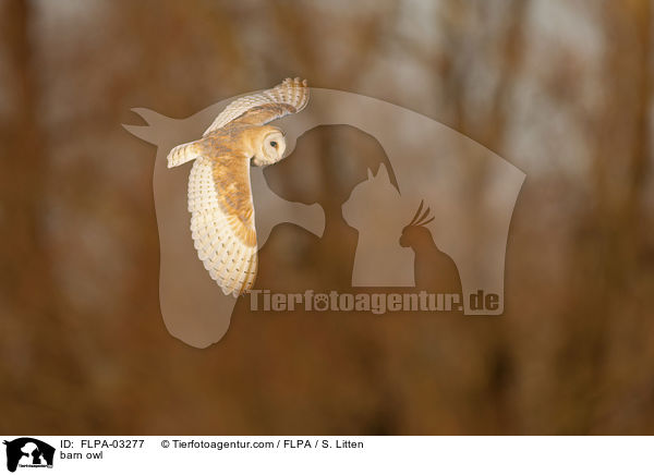 barn owl / FLPA-03277