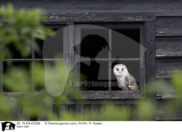 barn owl / FLPA-03286