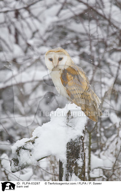 Schleiereule / barn owl / FLPA-03287