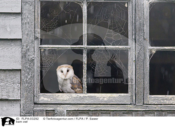 barn owl / FLPA-03292