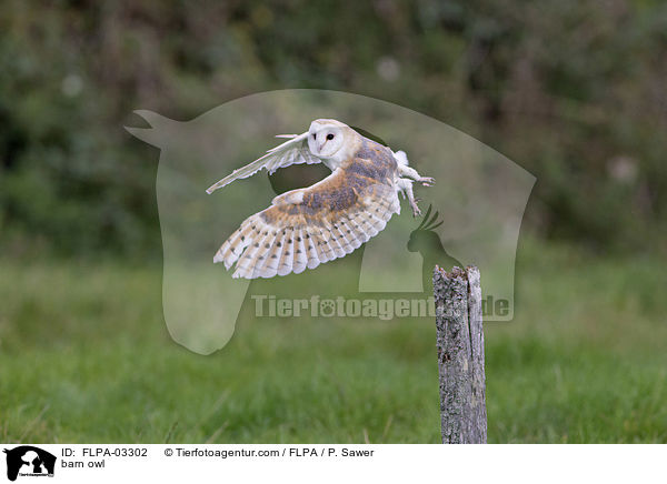 barn owl / FLPA-03302