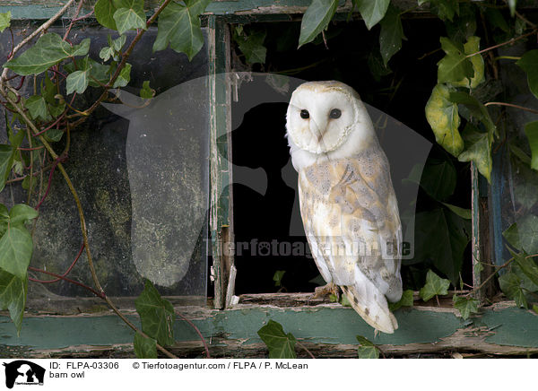 Schleiereule / barn owl / FLPA-03306