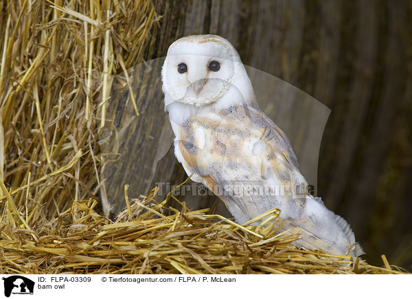 Schleiereule / barn owl / FLPA-03309