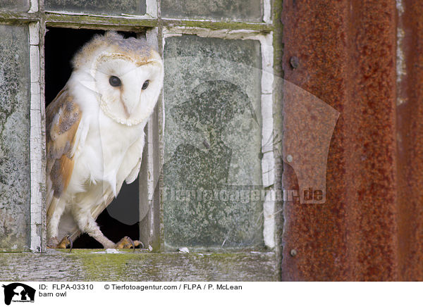 Schleiereule / barn owl / FLPA-03310