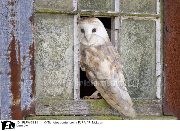 barn owl / FLPA-03311