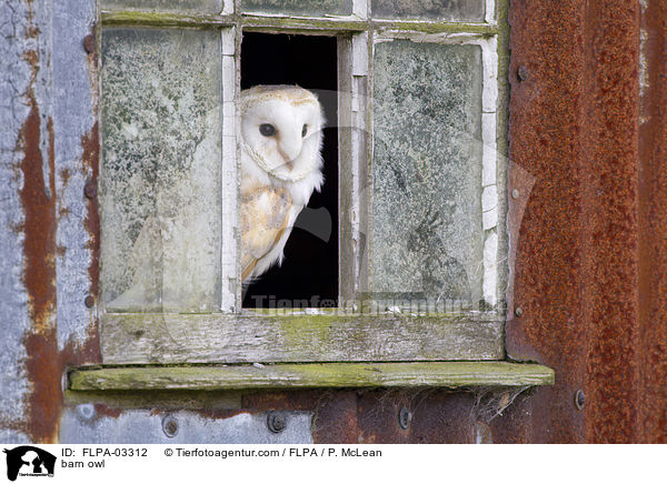 barn owl / FLPA-03312