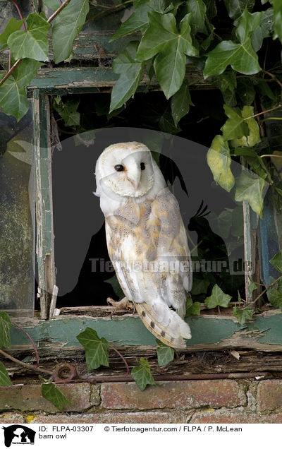 Schleiereule / barn owl / FLPA-03307