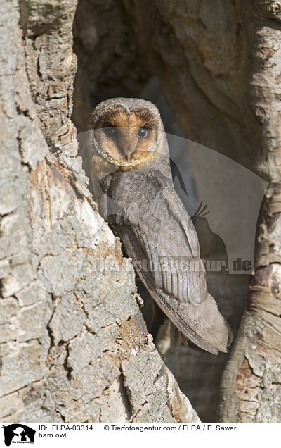 barn owl / FLPA-03314