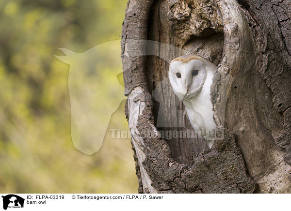 Schleiereule / barn owl / FLPA-03319