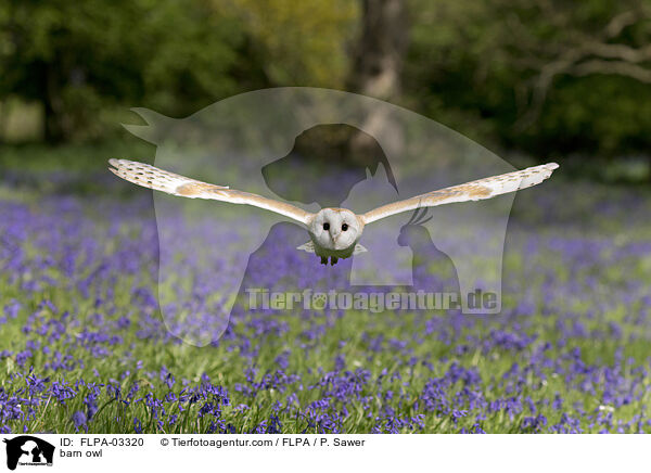 barn owl / FLPA-03320