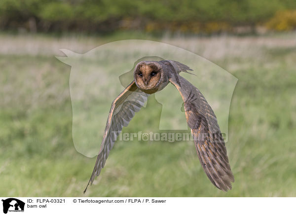 barn owl / FLPA-03321