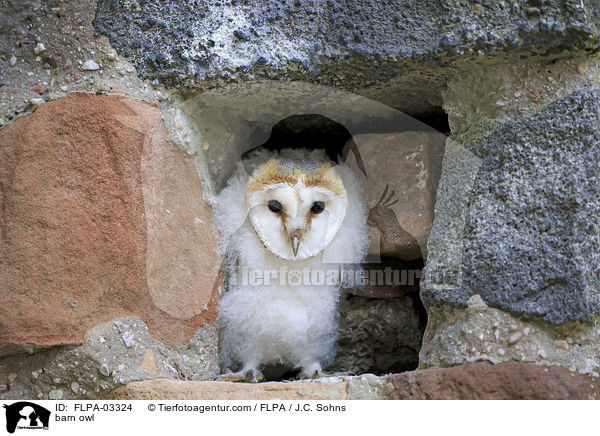 barn owl / FLPA-03324