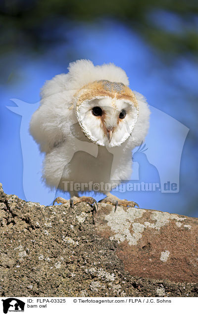 Schleiereule / barn owl / FLPA-03325