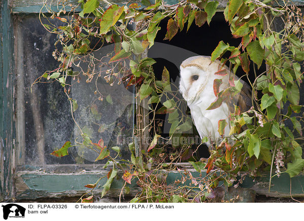 barn owl / FLPA-03326