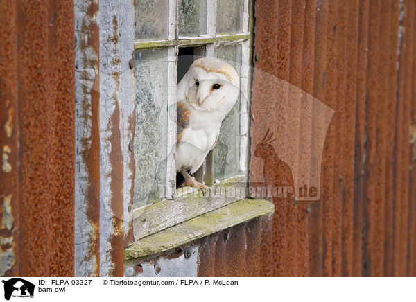 barn owl / FLPA-03327