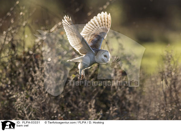 barn owl / FLPA-03331