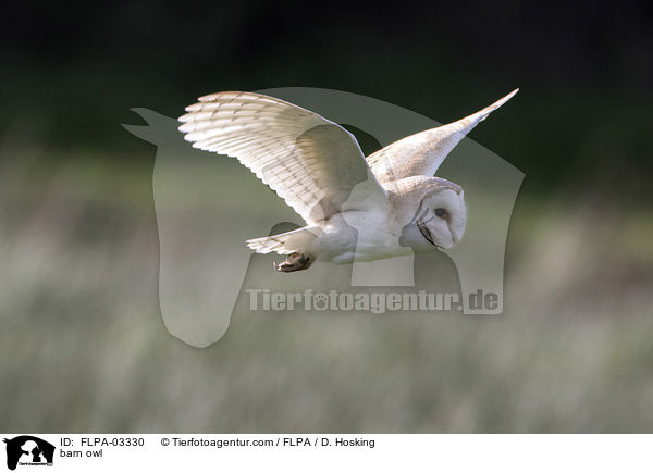 barn owl / FLPA-03330