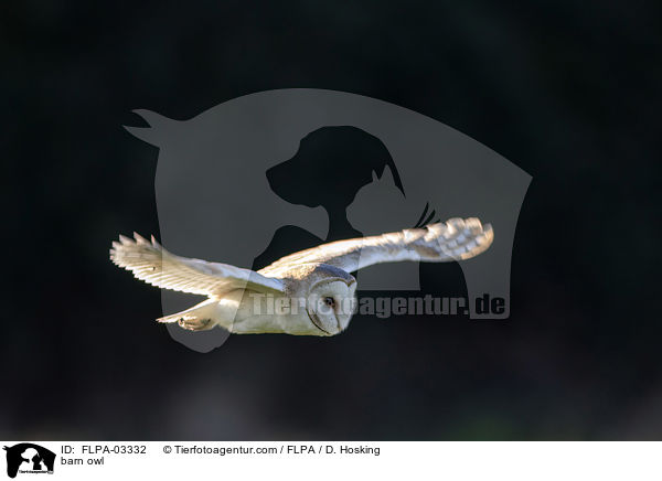 barn owl / FLPA-03332