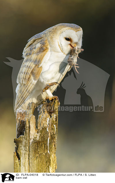 Schleiereule / barn owl / FLPA-04018