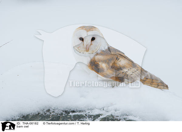 Schleiereule / barn owl / THA-06182