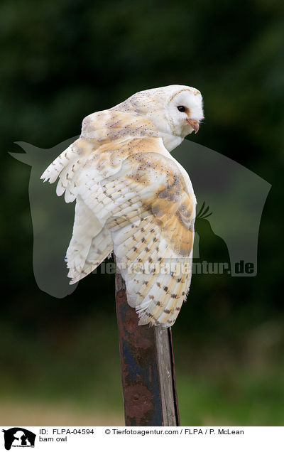 Schleiereule / barn owl / FLPA-04594