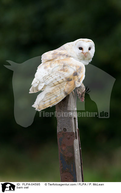 Schleiereule / barn owl / FLPA-04595