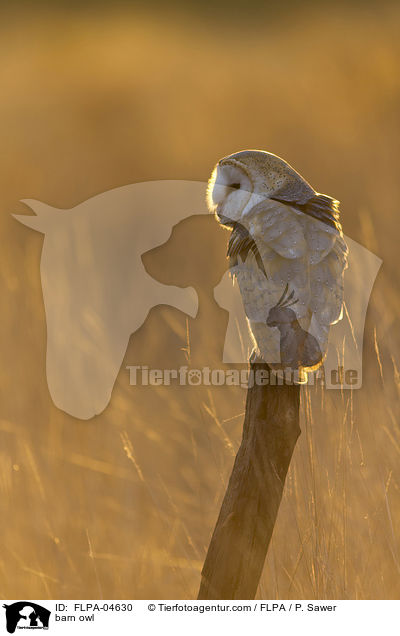 Schleiereule / barn owl / FLPA-04630