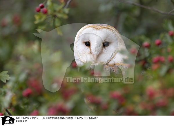 Schleiereule / barn owl / FLPA-04640