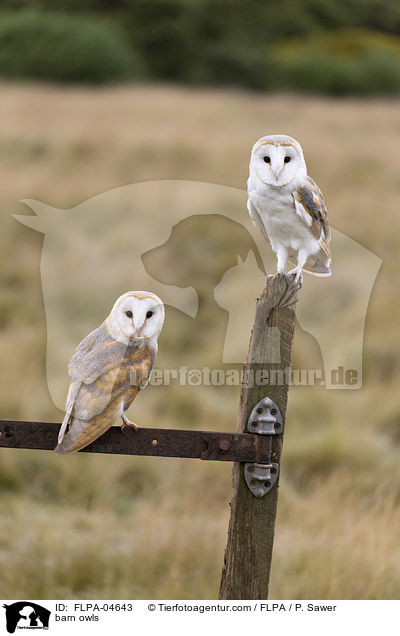 Schleiereulen / barn owls / FLPA-04643