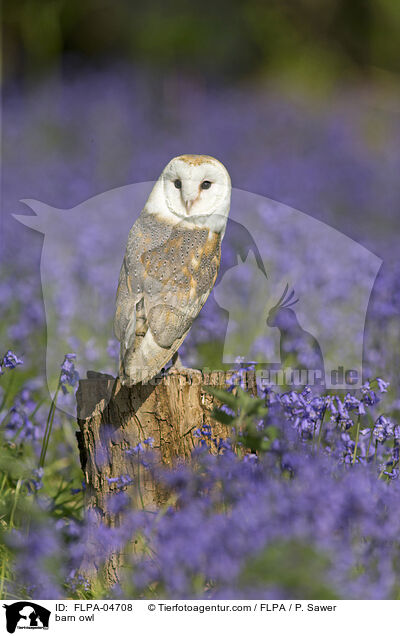 barn owl / FLPA-04708