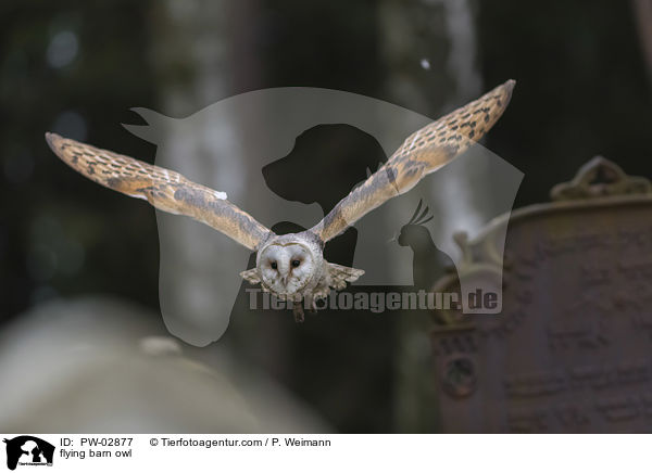 fliegende Schleiereule / flying barn owl / PW-02877
