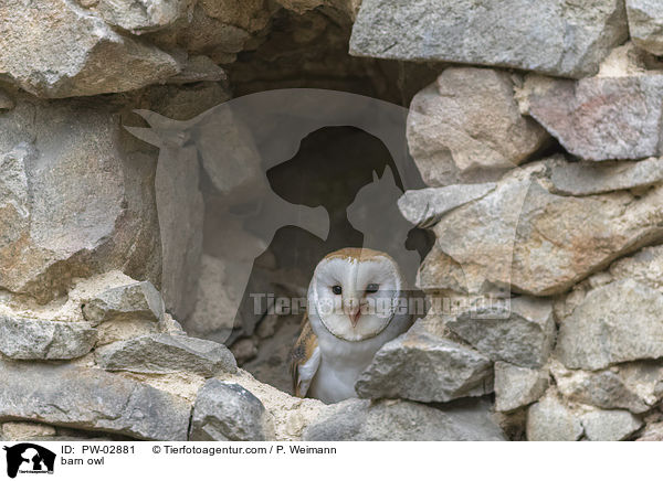 Schleiereule / barn owl / PW-02881