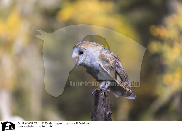 Schleiereule sitzt auf einem Ast / barn owl sits on a branch / PW-02897