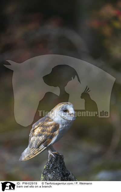 Schleiereule sitzt auf einem Ast / barn owl sits on a branch / PW-02919