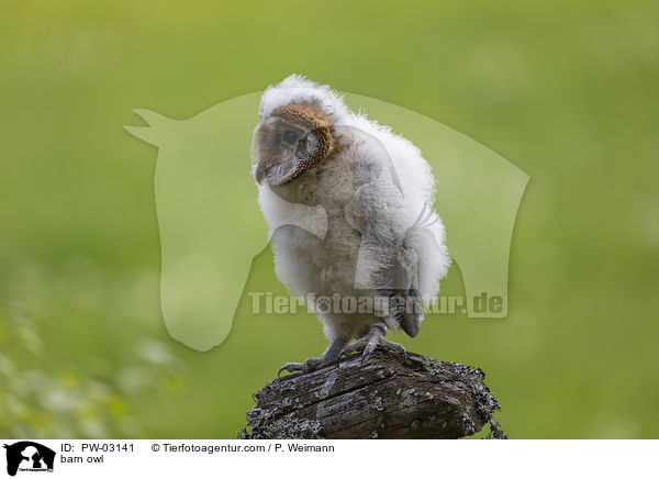 Schleiereule / barn owl / PW-03141