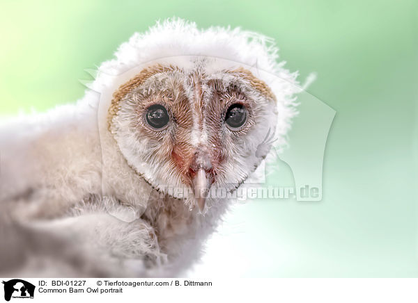 Schleiereule Portrait / Common Barn Owl portrait / BDI-01227