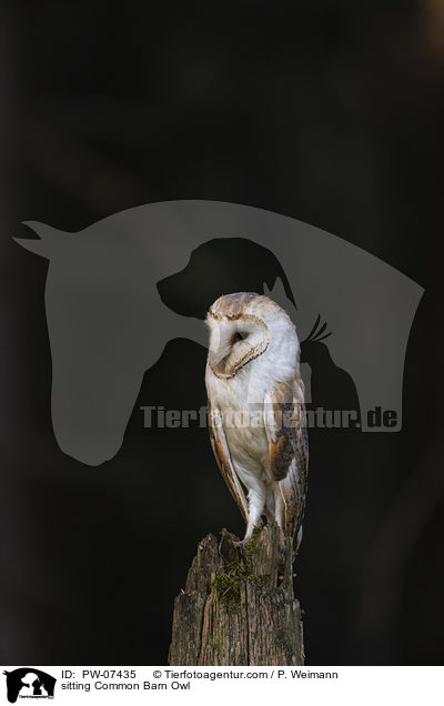 sitzende Schleiereule / sitting Common Barn Owl / PW-07435