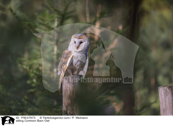 sitzende Schleiereule / sitting Common Barn Owl / PW-07673