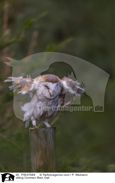 sitzende Schleiereule / sitting Common Barn Owl / PW-07684