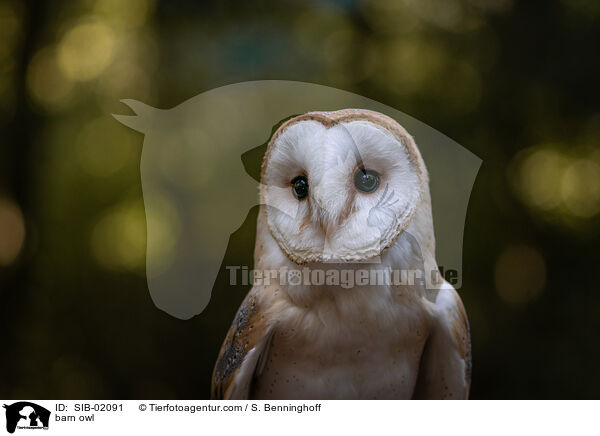 Schleiereule / barn owl / SIB-02091