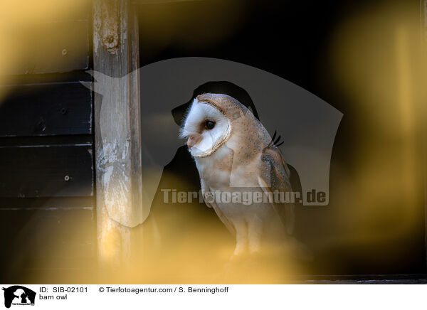 Schleiereule / barn owl / SIB-02101