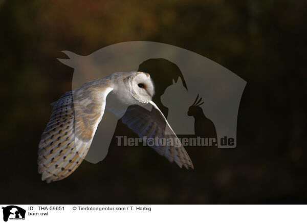 Schleiereule / barn owl / THA-09651