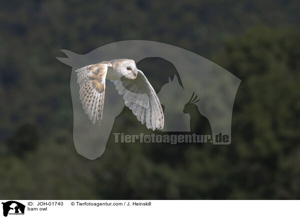 barn owl / JOH-01740