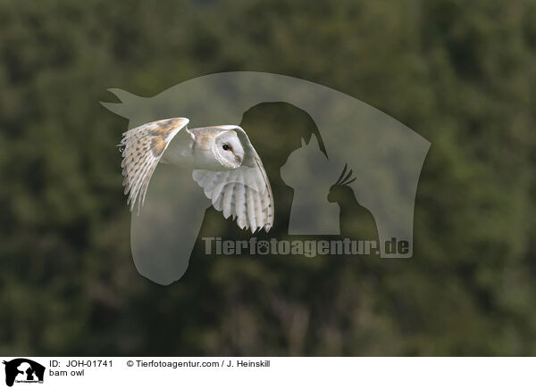 Schleiereule / barn owl / JOH-01741