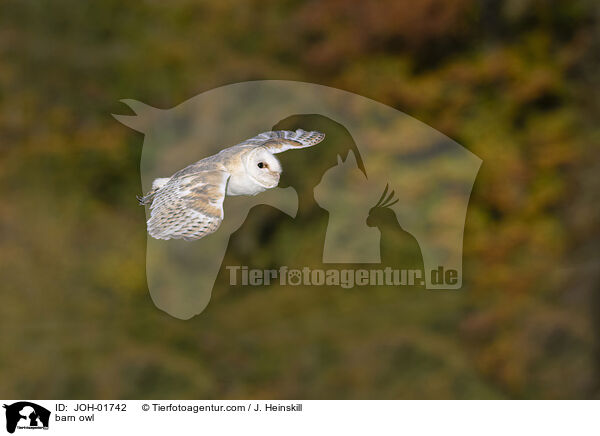 Schleiereule / barn owl / JOH-01742