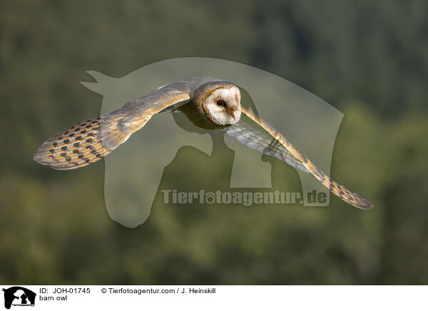 Schleiereule / barn owl / JOH-01745